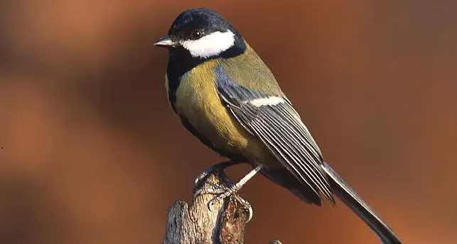 Sfida a colpi di smartphone per salvare la biodiversità