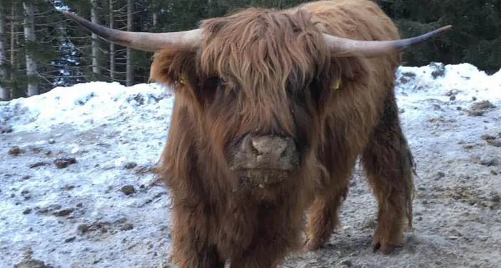 Ai vincitori non oro, ma due tori veri