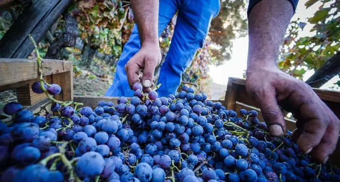 Falso vino doc nell'Oltrepò Pavese, perquisizioni anche a Lavis