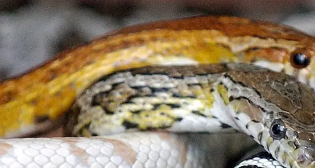 Virus Cina è arrivato a uomo da serpenti