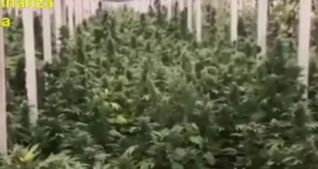 Gdf sequestra marijuana per 25 mln euro