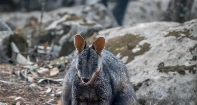 Incendi Australia,in pericolo 113 specie
