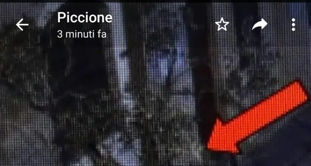 Georgofili, denunciato chi rubò targa