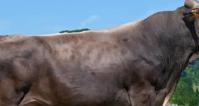 Aggredita da un toro mentre va a scuola