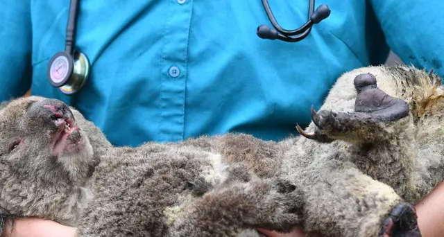 Allarme Wwf, koala a rischio estinzione