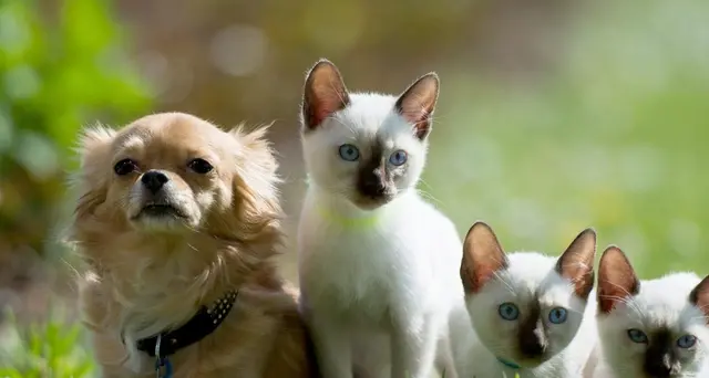 Con 50mila dlr puoi clonare cani e gatti