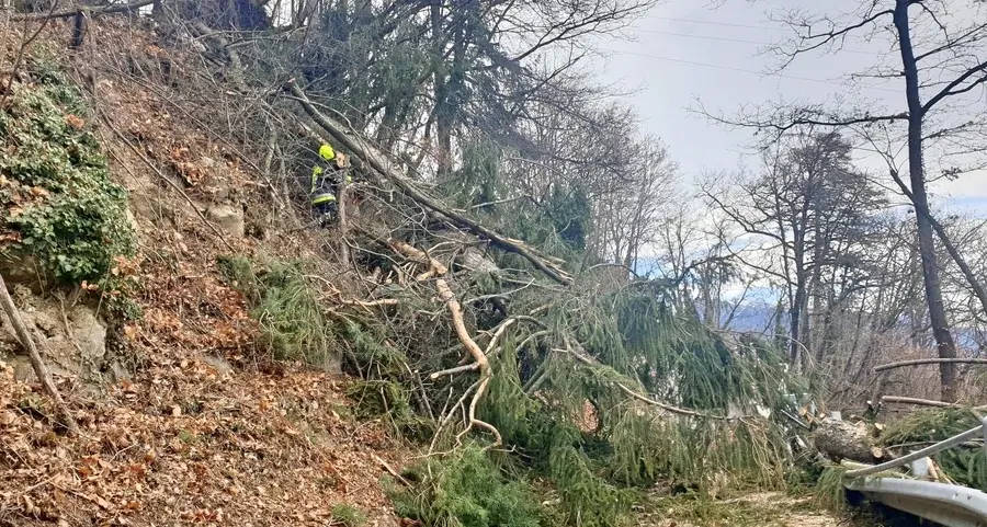 Cermes, albero si abbatte su un’auto in corsa