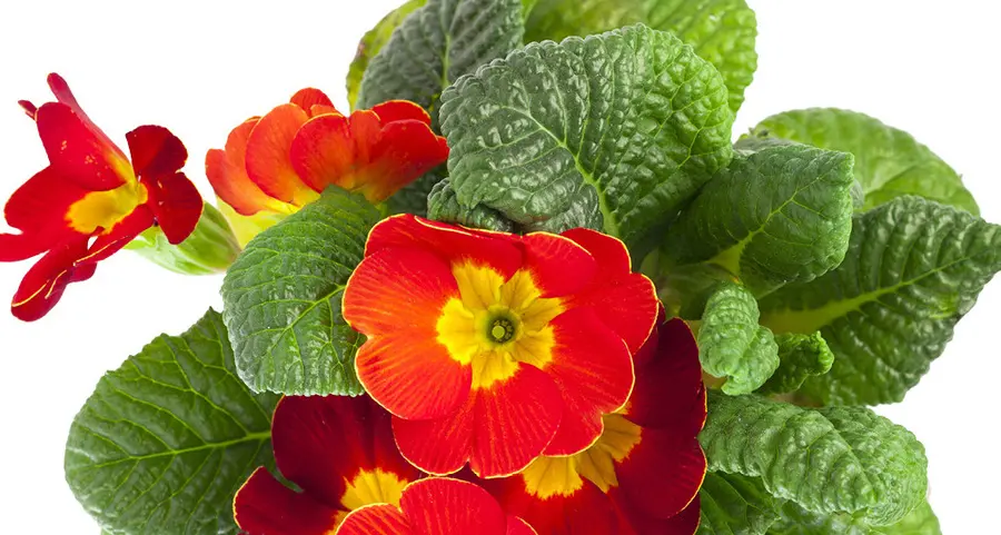 Domenica con l’Alto Adige una primula in regalo