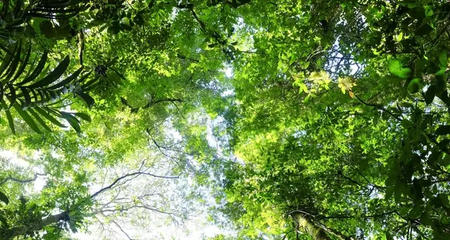 In 2020 più green bond da governi