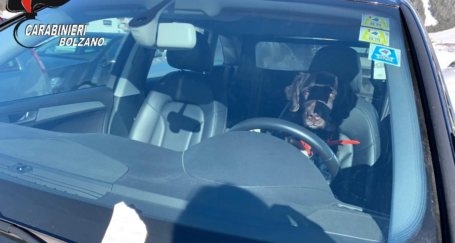 Abbandonano il cane in auto e vanno a sciare, denunciati due turisti tedeschi