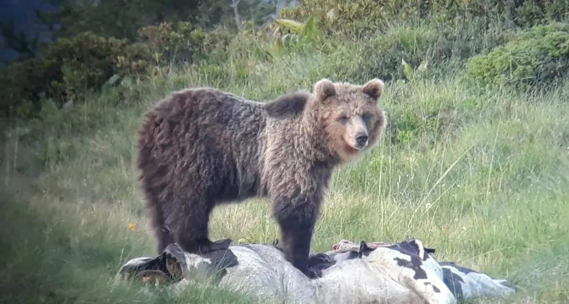 Orsi, ricompare M49: avvistato fra Molina e Ville di Fiemme