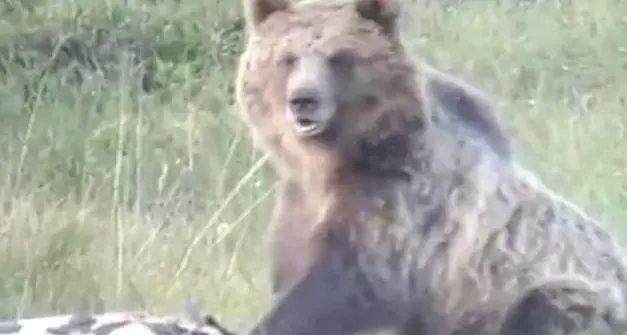 L'orso M49 si sposta dal Trentino verso l'Alto Adige