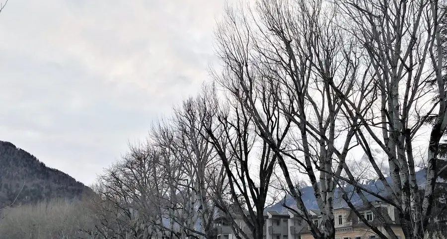 Sul Lungopassirio potature per 44 pioppi Tre settimane di lavori