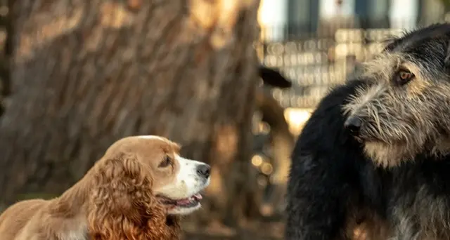 Lilli e il vagabondo, live action e 'inclusivo'