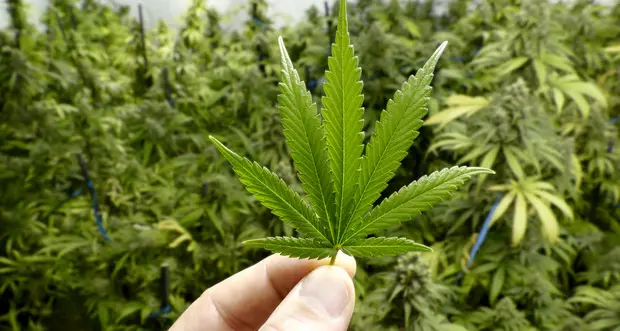 In casa ma a coltivare cannabis, denunciato 39enne a Sarentino