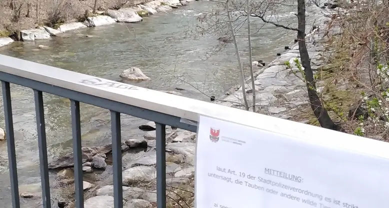 Posate esche contro i ratti, avvertimenti del Comune