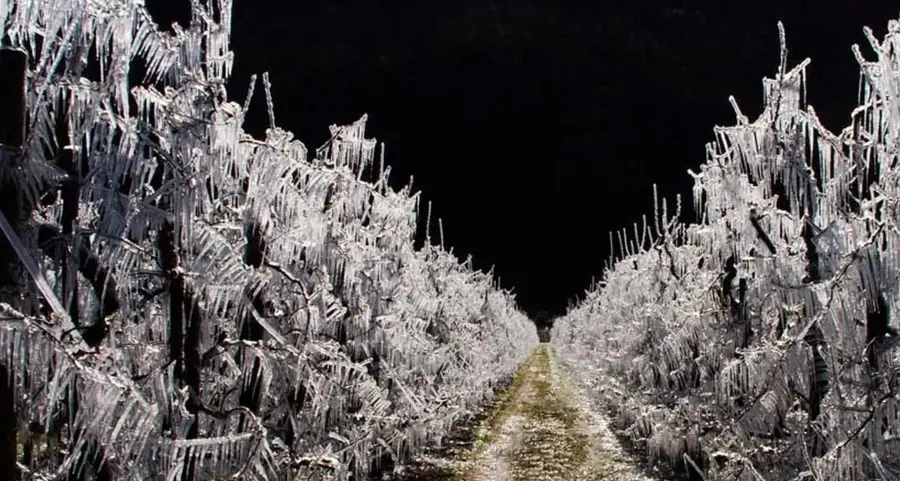 Meli “ghiacciati” contro il freddo