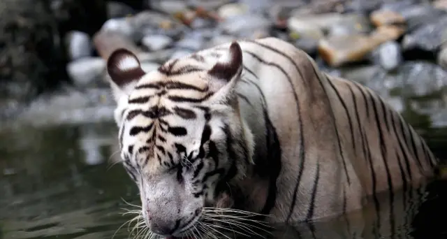 Wwf: tigri Bengala non a rischio Covid