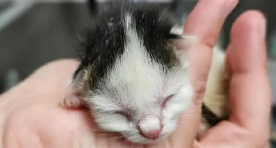 Cinque gattini gettati nei rifiuti