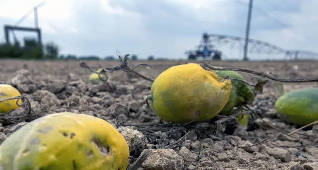 Usa, piano da 19 mld per agricoltori