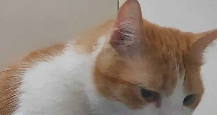 Scomparso il gatto Alvin La famiglia Ties lo cerca «Molto amato a Firmian aiutateci a ritrovarlo»