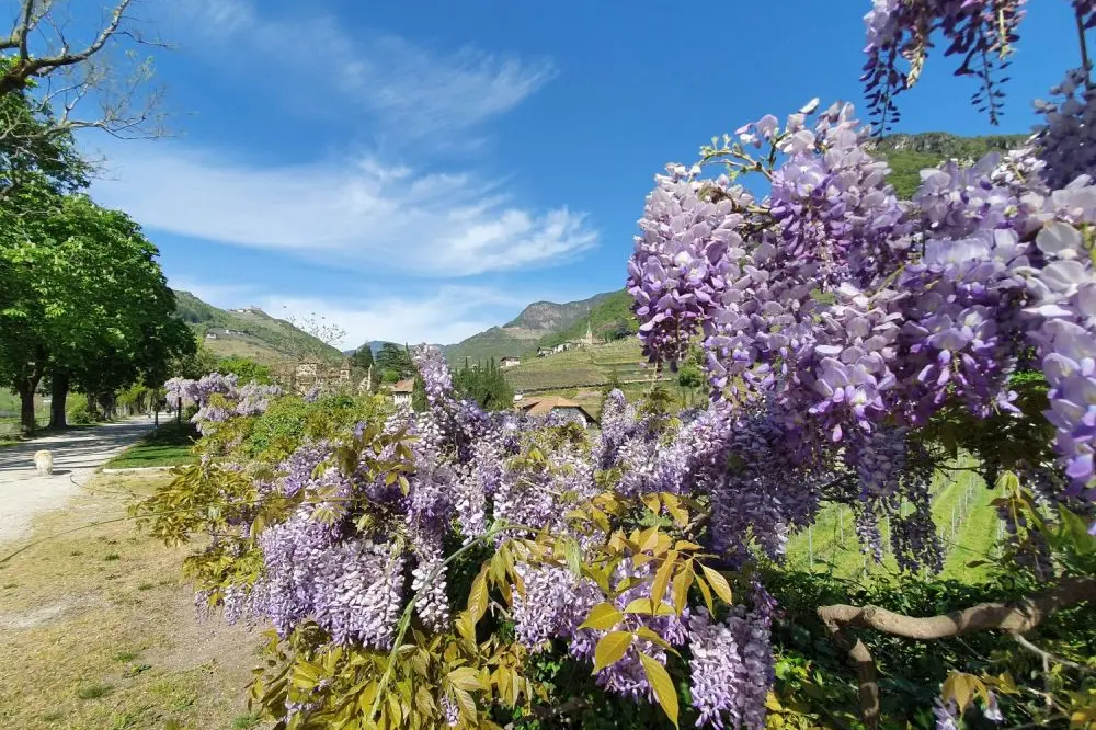 Passeggiata del Talvera...con vista
