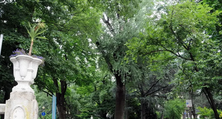 Passeggiata d’estate Tra i 278 alberi 14 sono malati