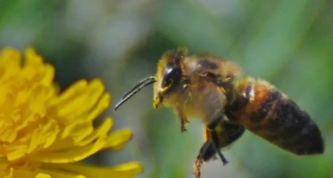 La natura intorno a casa diventa tema di un contest