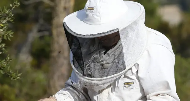 Usa, calabrone asiatico, si teme per api