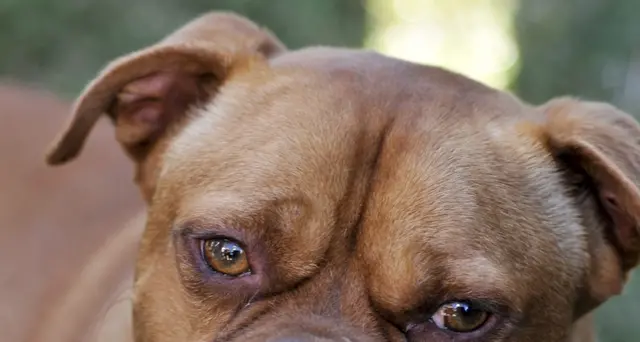 Bimba azzannata da cane nonni,gravissima