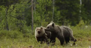 M49, confermata in giudizio la correttezza dell'operato della Provincia di Trento