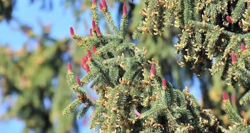Polline di abete rosso abbondante nell'aria, un aiuto al rimboschimento