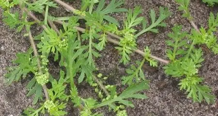 Mutamento climatico, una pianta subtropicale si è adattata a Merano