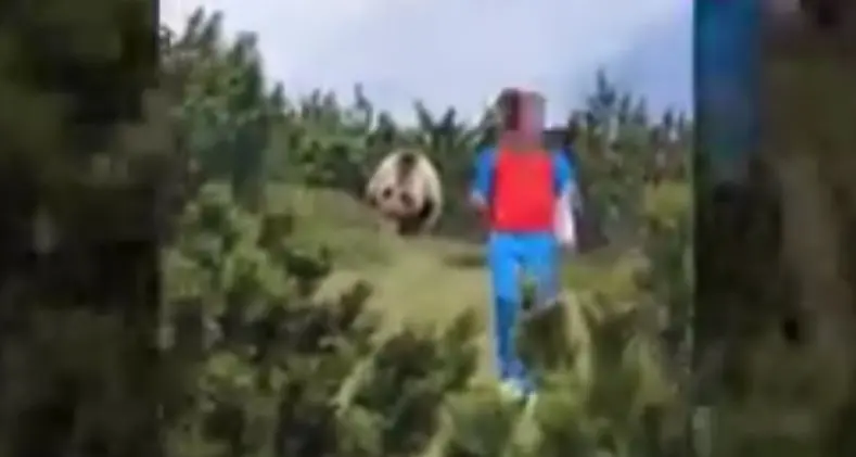L'orso e il ragazzino: era un esemplare curioso già avvistato