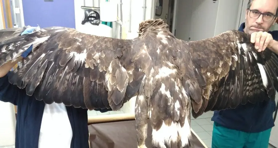 Perché si ammazza un’aquila