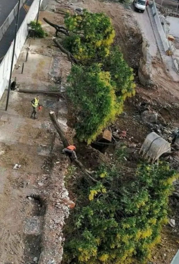 Waltherpark, giù anche gli alberi di via Alto Adige