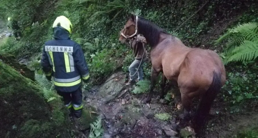 Cavallo si ferisce nel bosco