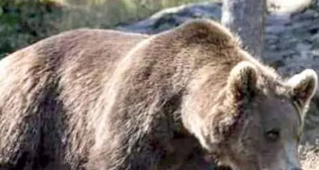 Lav contro la Provincia di Trento: \"No all'ennesima ordinanza spara-orso\"