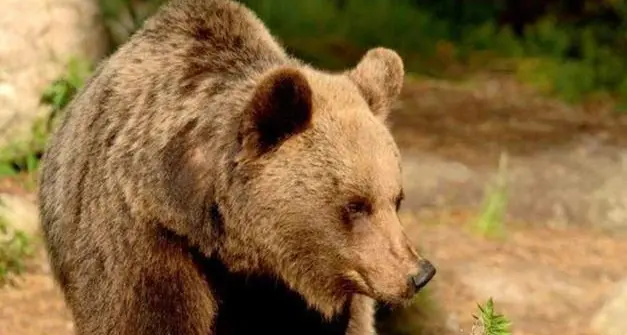 Orso in Trentino, Enpa: la Provincia faccia chiarezza sulla dinamica