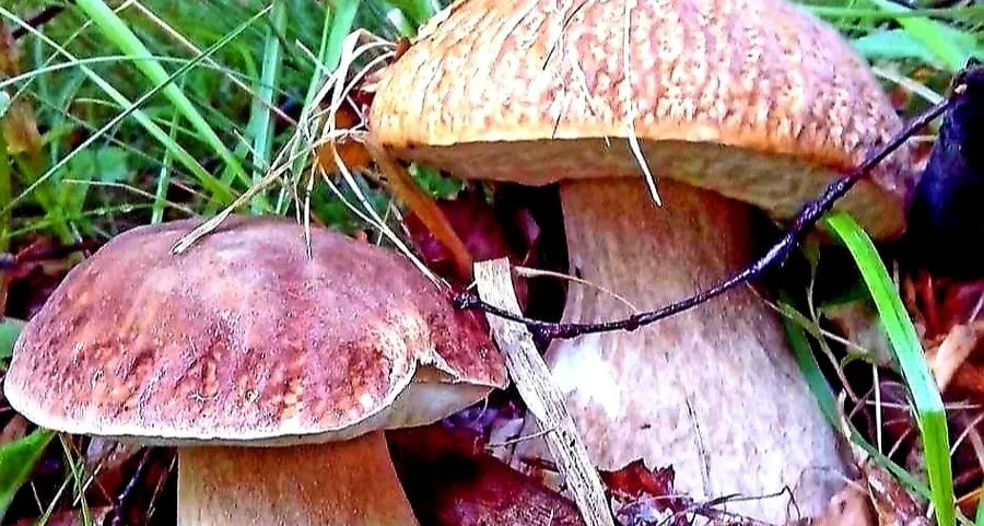 Al via la stagione dei funghi si iniziano a trovare le brise