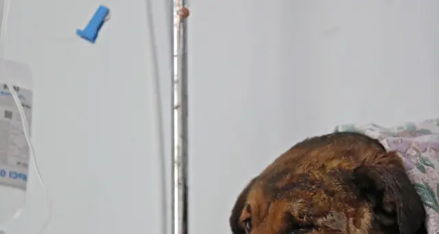 Ceneri di Fido nella tomba del padrone