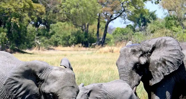 Moria di elefanti in Botswana, è un mistero