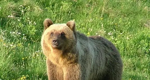 E' una femmina l'orso dell'attacco sul Monte Peller