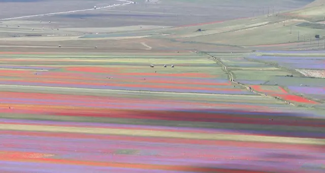 A Castelluccio la fioritura \"più bella\"