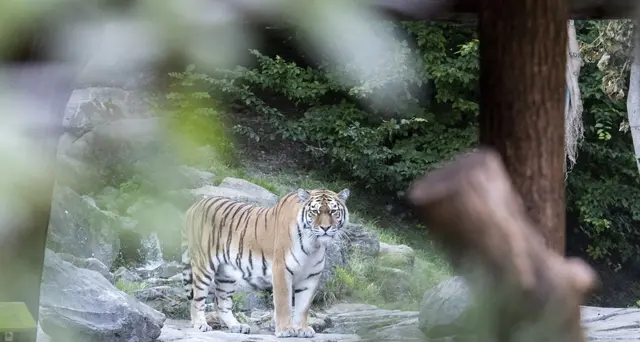 Svizzera: donna uccisa da una tigre allo zoo di Zurigo