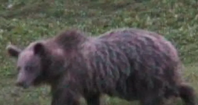Orso Trentino: Costa, pronto ricorso Tar contro uccisione