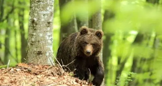 Orsa del Peller, il Tar accoglie il ricorso degli animalisti: sospeso l'abbattimento
