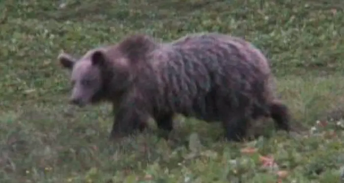 Orso M49, il ministro Costa: non sia rinchiuso e non venga ucciso