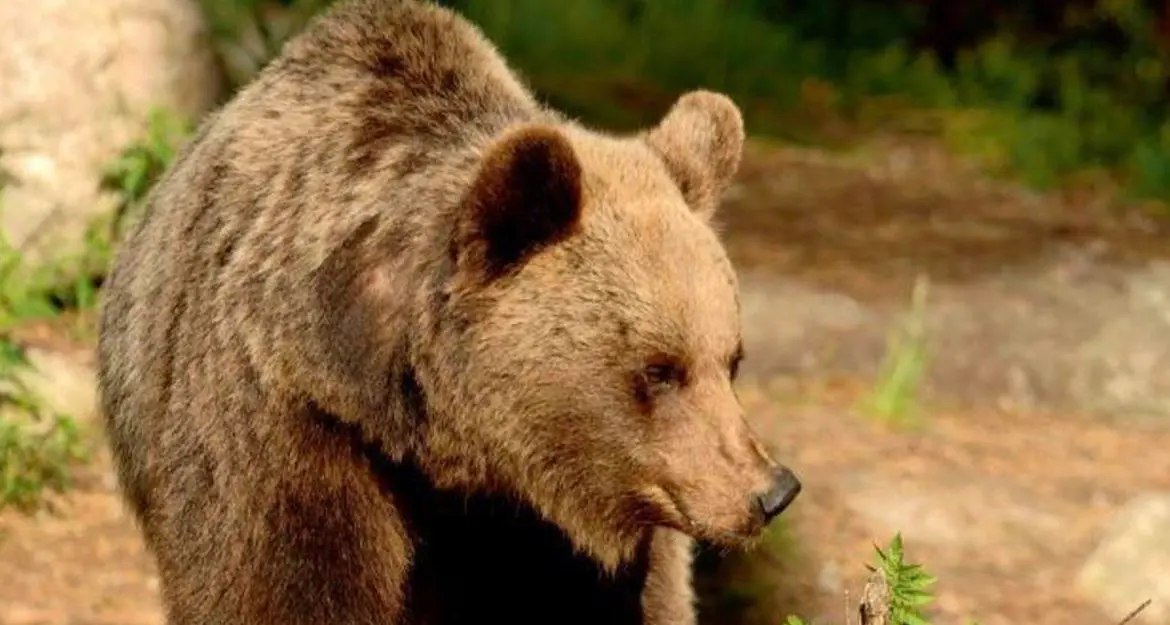 Orso M49 sorvegliato dai Forestali sul monte Marzola