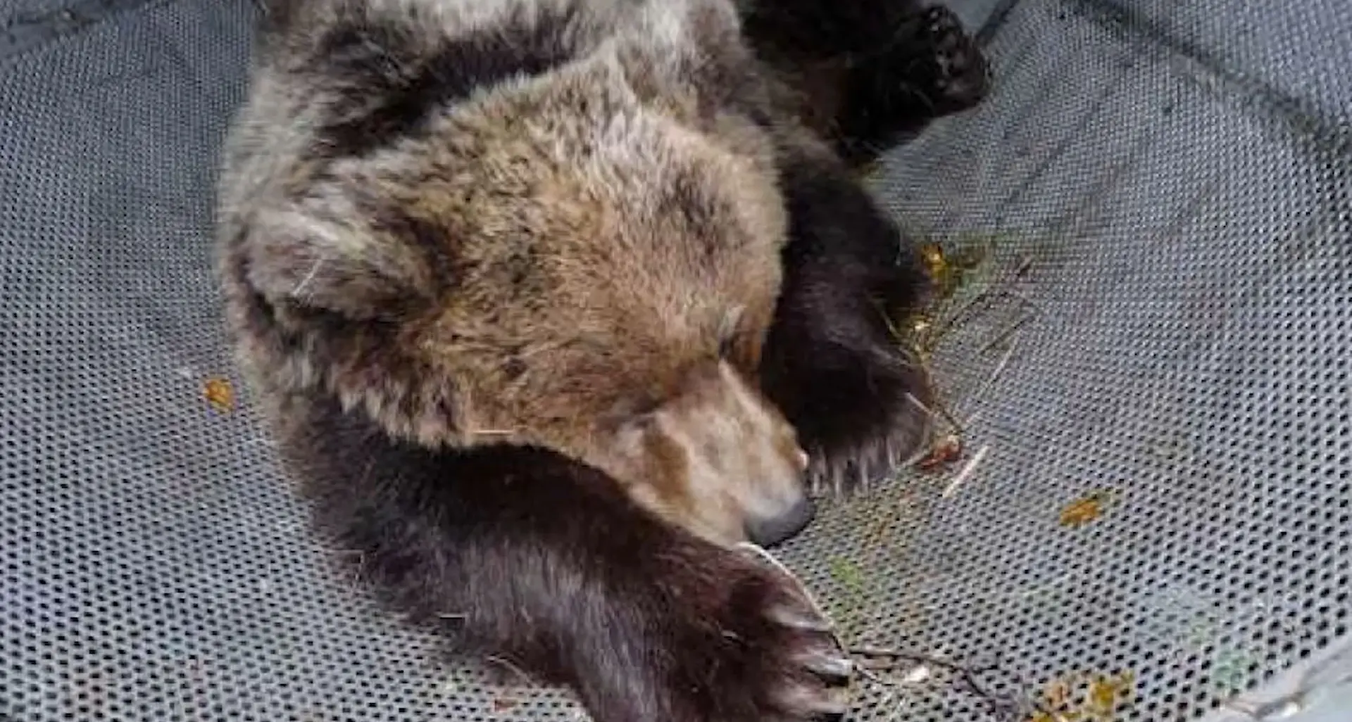 Orso M49, il nuovo appello del ministro Costa: non abbattetelo